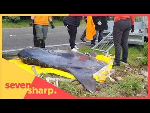 The colossal sea creature.