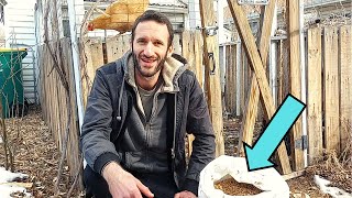 Here's How We Feed Our Chickens for FREE