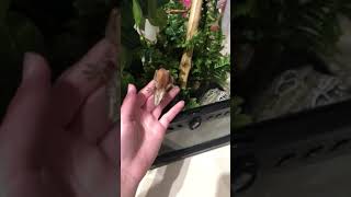 Gargoyle Gecko Reptiles Videos
