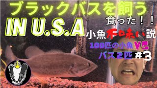ブラックバスを飼う in U.S.A 小魚が不味い説 100匹小魚VSバス２匹＃３