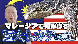 マレーシアではどこでも生息しているミズオオトカゲの実態｜岡本吉起サブCh