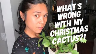 Saving and Repotting My Christmas Cactus | Catch Plant Problems On Time