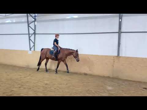 Wałach do rekreacji!