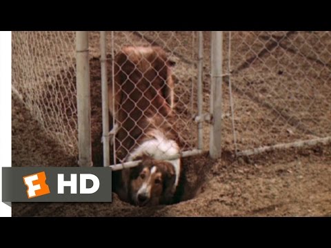 Lassie Come Home (2/10) Movie CLIP - The First Escape (1943) HD
