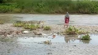 Download lagu Viral.. Emak' Bisa Menaklukkan Buaya Berkalung Ban Di Palu. mp3