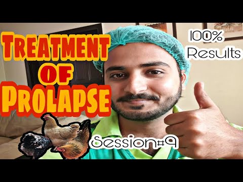 , title : 'Treatment of Prolapse in laying Birds🐓🐓|| Poultry ki batein Session#9'