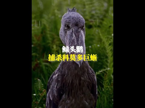 鯨頭鸛捕殺科莫多巨蜥 #動物科普 #鯨頭鸛 #漲知識