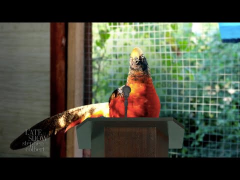 New Zealand's Bird Of The Year Election Was Completely Fraudulent