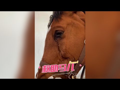 大爺救助野馬，野馬流淚告別 #神奇動物在抖音 #萬物皆有靈 #救助動物 #正能量傳遞