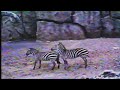 Philly Zoo Pt II Frisky Zee Bras
