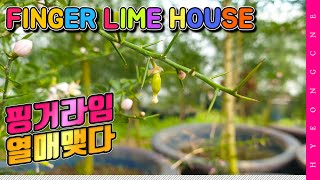 핑거라임은 햇빛을 싫어한다? 열매 맺은 fingerlime in 형씨네 농장