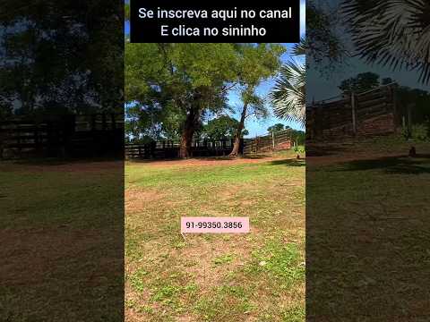 100 hectares completinhos em Matões do Norte MA #brasil #fazenda #mercadoagricola #pecuarista #agro