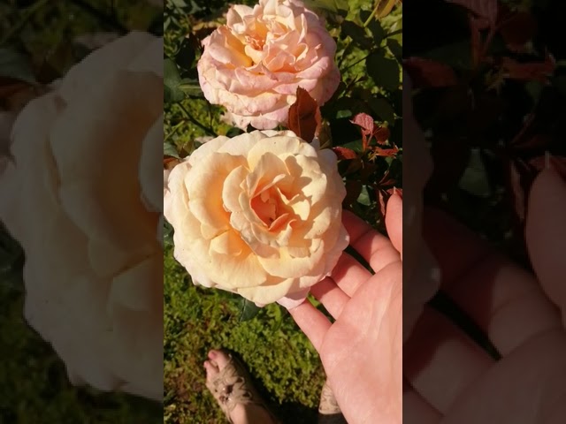 Роза Поль Рикар в полном роспуске