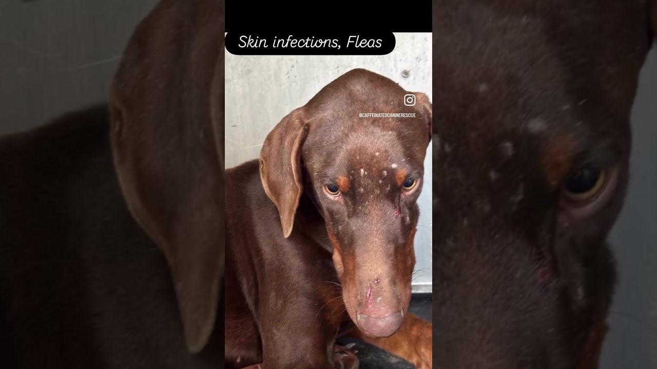 Enlarge Elsa, an adopted Doberman Pinscher in Albany , NY video 6/6