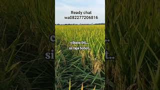 Download lagu Cibatu 06 harga 120/5 kg harga belum termasuk ongkir dan bisa cod #padi #petani #pertanian #shorts mp3 Download lagu Cibatu 06 harga 120/5 kg harga belum termasuk ongkir dan bisa cod #padi #petani #pertanian #shorts mp3