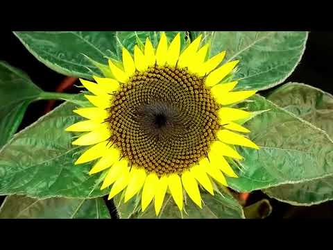 Sunflower 25 03 2022