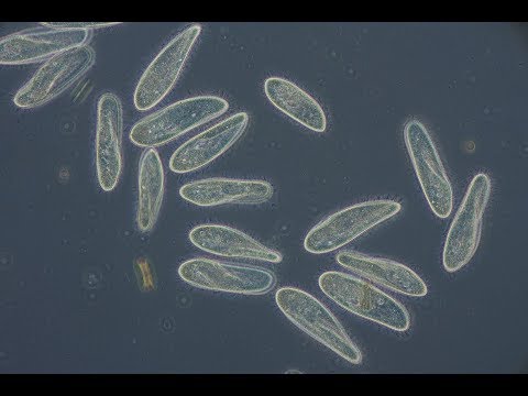 Paramecium caudatum