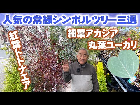 常緑樹としてのスター ジャスミン、そよ風ビュー 2022