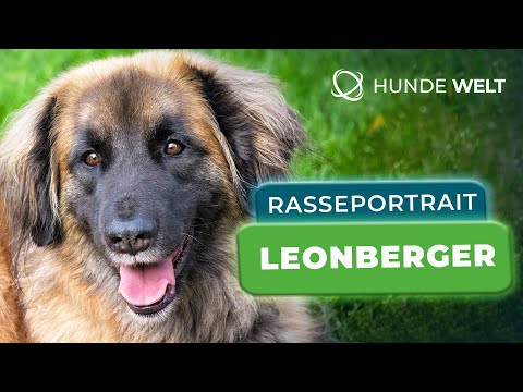 Leonberger - Breed Portrait | Origin, Appearance & Training