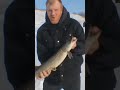 Video Thumbnail for Last Nights Only Fish ?#Hashtag Ice Fishing ?
