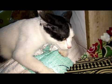 Cute Cat Clip | Cat Video For Fun | A Pet Cat Video