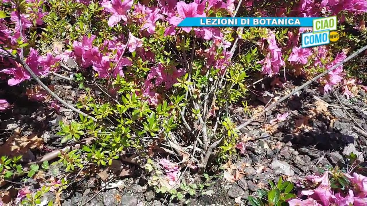 Lezioni di botanica con Anna: fioritura da Villa Olmo tra azalee ed ortensie