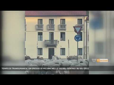 TEMPO DI TRANSUMANZA: UN GREGGE DI PECORE NELLE VIE DEL CENTRO | 18/05/2022