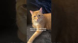 Download lagu @user36378229924774444: love them all tho. #cat  #catlover #kitty mp3