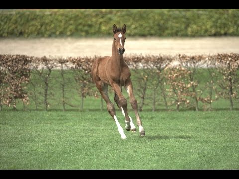 Holsteiner Fohlenauktion im Juni - Nr. 7 v. Casall - Quite Capitol