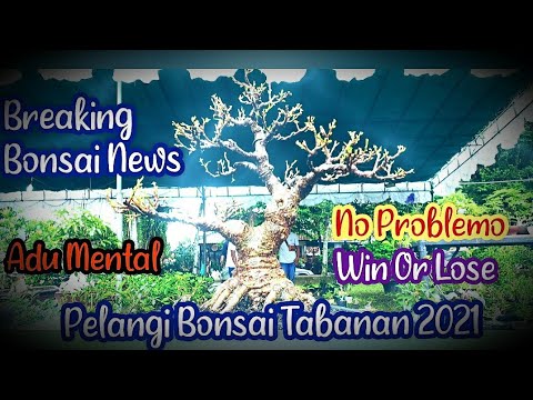Inspirasi Gaya Pameran Di Tabanan 2021 #kontesdanpameranbonsai