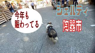 シェルティ】陶器市【フランス田舎暮らし🇫🇷】#犬の散歩 #賢い犬 #犬のいる暮らし #シェルティ