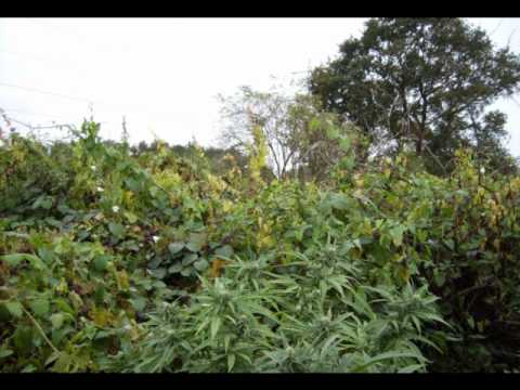 Alkehol- Travičko zelena