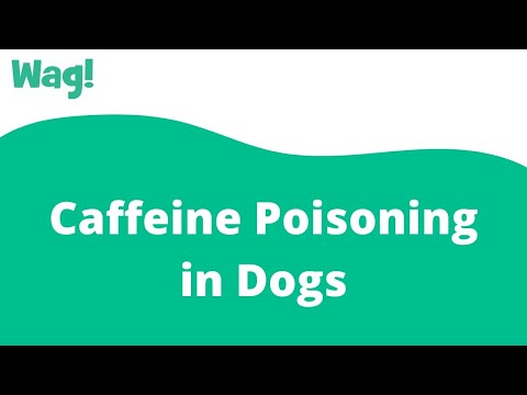 Caffeine Poisoning in Dogs | Wag!