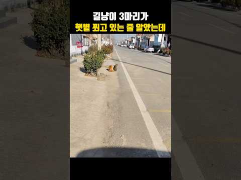 길냥이 3마리인 줄 알았는데??#고양이 #강아지