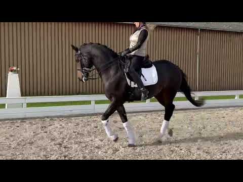 Ferrari - Dutch Dressage Horse from Holland for Sale