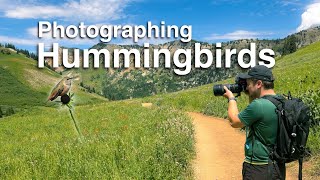 Filming and Photographing Hummingbirds Amongst the Wildflowers