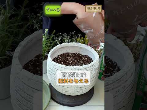 園芸 シダ葉ラベンダー、羽状ラベンダー、カナリアラベンダー