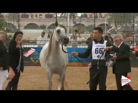 N.66 ELAN DE MARC KA - Menton 2016 - Mares 4-6 years old (Class 4)