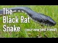 The Black Rat Snake: Man's Best Friend