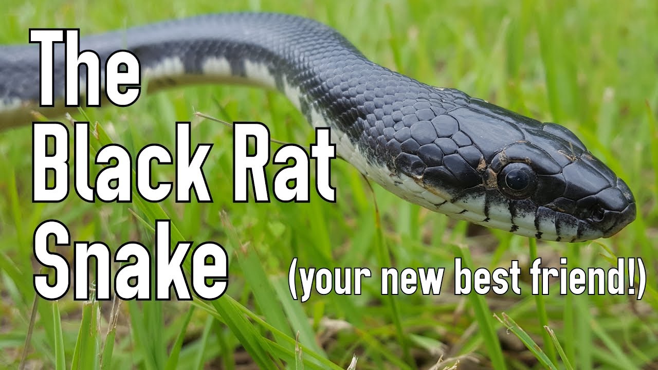 Serpiente rata negra (Pantherophis obsoletus): Guía de cuidado e información