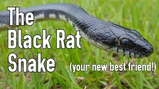 The Black Rat Snake: Man's Best Friend