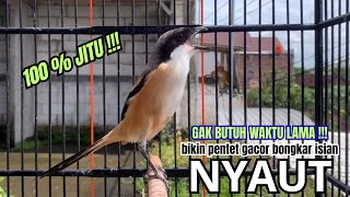 Download lagu cendet gacor AMPUH FULL ISIAN,, PANCINGAN CENDET AGAR BUNYI bikin BURUNG PENTET GACOR RAJIN BUNYI mp3 Download lagu cendet gacor AMPUH FULL ISIAN,, PANCINGAN CENDET AGAR BUNYI bikin BURUNG PENTET GACOR RAJIN BUNYI mp3