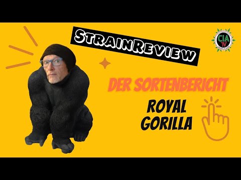 Der medizinische Sortenbericht - Royal Gorilla