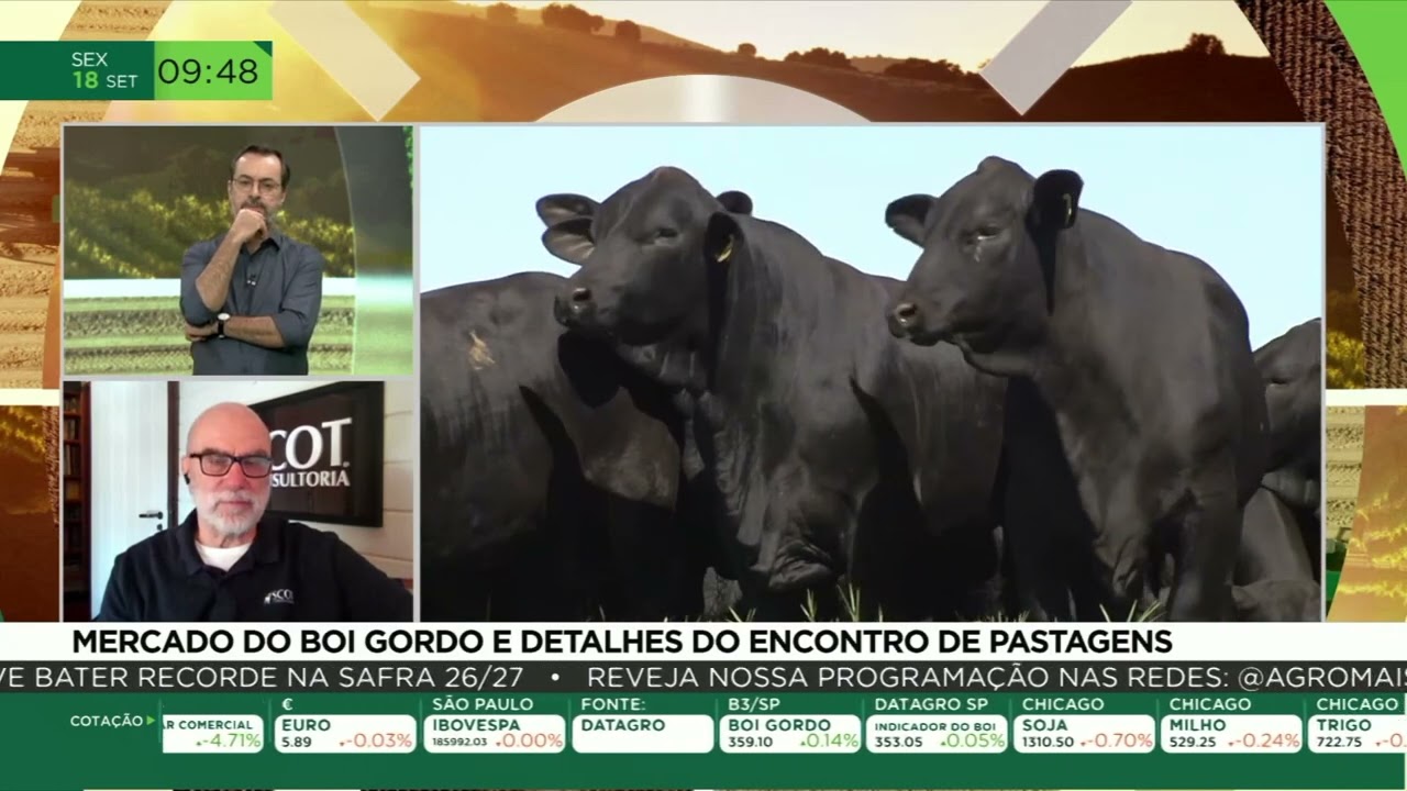 Boi gordo: confira as cotações e as tendências para o mercado