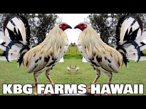HAWAII Beautiful White Birds KBG FARMS