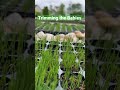 Growing Lateral Spread Tall Fescue in Trays