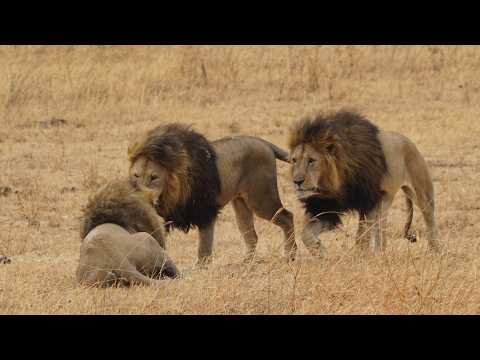 Xukunka Rabshadaha Wata | Full Documetary | Wildlife