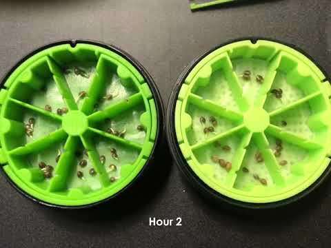Cannakan KAN™ germination time lapse.