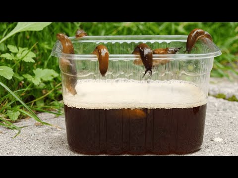The Only Snail Trap You’ll Ever Need