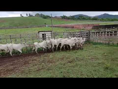 PROMOÇÃO 18 Garrotas Nelores: 2.100 reais cada em Serraria/ Paraíba. Whatsapp 84 99810 2784*#gado 